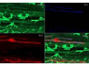 IHC-P analysis of rana pipiens tissue using GTX21801 beta Actin antibody. Green : Primary antibody Dilution : 1:200 IHC-P analysis of rana pipiens tissue using GTX21801 beta Actin antibody. Green : Primary antibody Dilution : 1:200