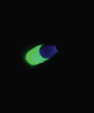 ICC/IF analysis of capacitated pig sperm using GTX21900 Acrosin antibody [ACR-2]. Green : Primary antibody Blue : DAPI