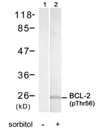 WB analysis of MDA435 cells treated with sorbtiol (0.4M, 30min) lysate using GTX21908 Bcl-2 (phospho Thr56) antibody.