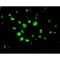 ICC/IF analysis of HeLa cells using GTX22012 Caspase 10 antibody. Green : Primary antibody Blue : DAPI Dilution : 20 microg/ml