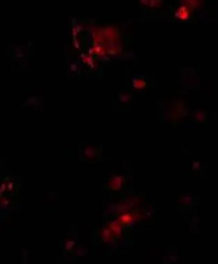Immunofluorescent staining of DcR1 in rat liver tissue with DcR1 antibody (GTX22087) at 10microg/ml. Immunofluorescent staining of DcR1 in rat liver tissue with DcR1 antibody (GTX22087) at 10microg/ml.