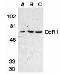 Western blot analysis of DcR1 in HeLa cell (A), mouse (B) and rat (C) liver tissue lysates with DcR1 antibody at 1microg/ml.