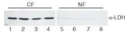 GeneTex biotinylated anti-lactate dehydrogenase antibody was used to stain MeOH/Acetone-fixed HeLa cells by immunofluorescence.
