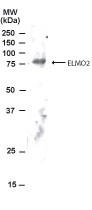 Western blot analysis of ELMO in human brain lysate using GTX22240 at 2 ug/ ml.