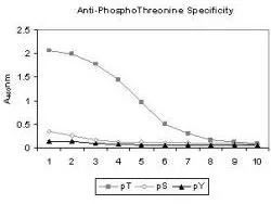 ELISA results of Mab anti-phosphothreonine antibody (GTX22286) tested against BSA conjugates of pT, pY and pS. Each well was coated with 0.1microg of conjugate. The starting dilution of antibody was 1:1000 and each point on the X-axis represents a 2-fold dilution. HRP conjugated Gt-a-Mouse IgG (H&L) antibody and TMB substrate were used for detection.