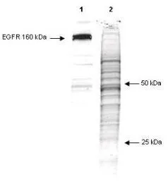 Western Blot of Mouse anti-phosphotyrosine antibody (clone 13F9) (GTX22287). Lane 1: phosphorylated EGFR in an A431 cell lysate. Lane 2: total protein in the unstimulated A431 cells lysate after coommassie staining. Load: 10 microg per lane. Primary antibody: phosphotyrosine antibody at 1:1000 for 1 hr at RT. Secondary antibody:Goat-a-Mouse IgG [H&L] secondary antibody diluted 1:2,500 for 30 at room temperature. Block: 5% BLOTTO overnight at 4oC.