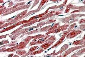 IHC-P analysis of human heart using GTX22338 COX1 antibody. Antigen retrieval : citrate buffer pH 6 Dilution : 3.8microg/ml