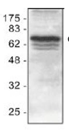 WB analysis of Jurkat cell lysate using GTX22399 cIAP1 antibody.