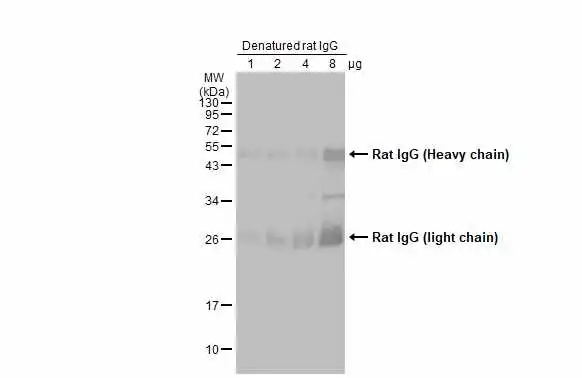 Denatured rat IgG were separated by 12% SDS-PAGE, and the membrane was blotted with Rat IgG antibody (HRP) (GTX224125-01) diluted at 1:5000.