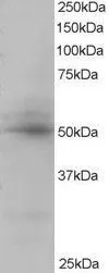 WB analysis of human placenta lysate using GTX22474 AIBZIP antibody. Dilution : 0.5microg/ml Loading : 35microg protein in RIPA buffer