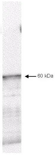 Western blot using GeneTexs affinity purified anti-PDK-1 antibody shows detection of myc-tagged human PDK-1 at 60kDa in ~10 microg of a virus infected Sf9 cell lysate (arrow). The nitrocellulose membrane was probed overnight at 4o C with the primary antibody diluted 1:750 in 1% non-fat dry milk. HRP conjugated Goat-anti-Rabbit IgG [H&L] and chemiluminescent detection is recommended. Other detection systems will yield similar results.