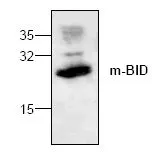 WB analysis of 3T3 cell lysate using GTX22561 Bid antibody.