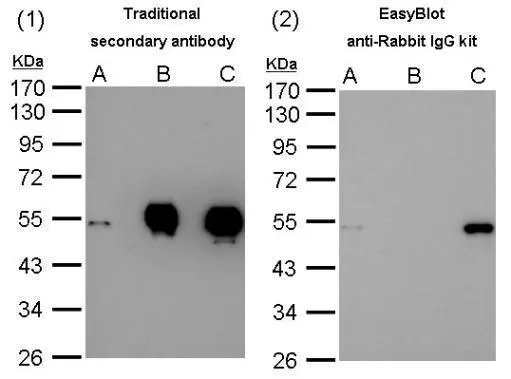 Comparison of western blot analysis after immunoprecipitation with traditional secondary antibody and EasyBlot anti-Rabbit IgG kit (GTX225856-01).