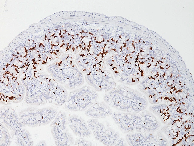 Bromodeoxyuridine positive mouse intestine stained with anti-BrdU antibody (GTX22704).