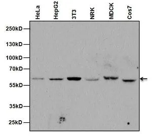 WB analysis of whole cell lysates (20ug) of the indicated samples using GTX22736 Nucleoporin p62 antibody [RL31]. Dilution : 1:200