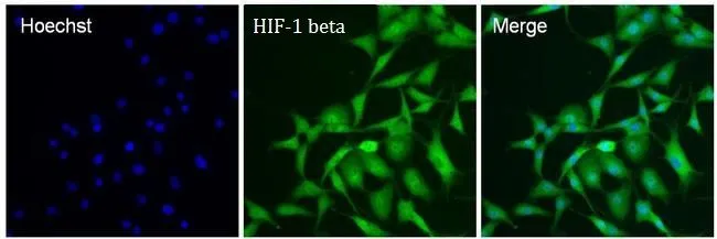 ICC/IF analysis of NRK cells using GTX22771 HIF1 beta antibody [2B10]. Fixation : 4% paraformaldehyde Permeabilization : 0.1% Triton X-100 in PBS for 15 minutes Dilution : 40 ug/ml in staining buffer for 1 hour at room temperature