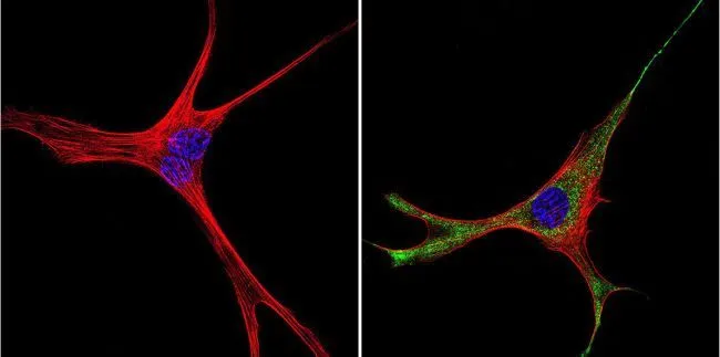 ICC/IF analysis of murine cells using GTX22775 GRK1 antibody [G8]. Green : Primary antibody Blue : Nuclei Red : Actin Fixation : Formalin Permeabilization : 0.1% Triton X-100 in TBS for 5-10 minute Dilution : 1:200 and incubated overnight in a humidified chamber
