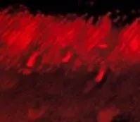 IHC-Fr analysis of bovine retina tissue using GTX22775 GRK1 antibody [G8].