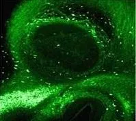 IHC-Fr analysis of rat olfactory bulb tissue using GTX22785 Galectin 3 antibody [A3A12].