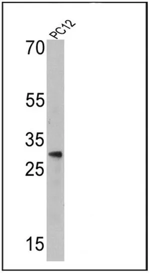WB analysis of 25 ug of PC12 cell lysate using GTX22786 Endothelin 1 antibody [TR.ET.48.5]. Dilution : 1:500