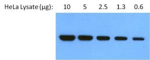 WB analysis of 2-fold serial dilutions of HeLa cell lysate(starting at 10 ug, per well) using GTX22791 GRP94 antibody [9G10]. Dilution : 1:1000