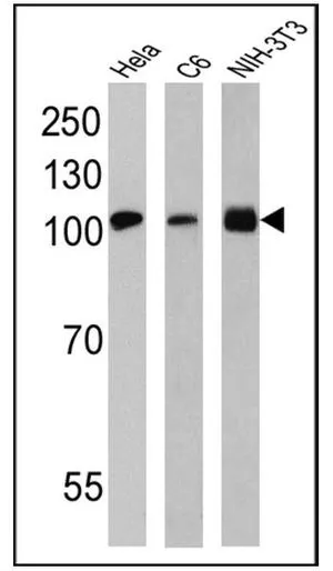WB analysis of 25 ug of Hela (lane 1), C6 (lane 2) and NIH-3T3 (lane 3) lysates using GTX22791 GRP94 antibody [9G10]. Dilution : 1:200