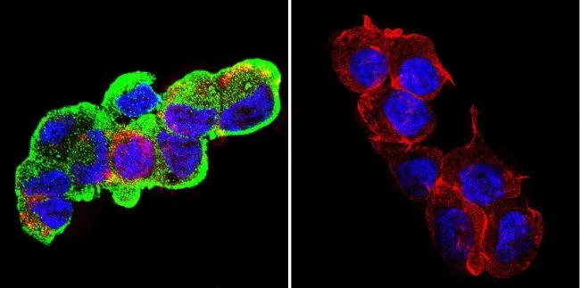 ICC/IF analysis of C6 cells using GTX22791 GRP94 antibody [9G10]. Cells were probed without (right) or with(left) an antibody. Green : Primary antibody Blue : Nuclei Red : Actin Fixation : formaldehyde Dilution : 1:100 overnight at 4 oC