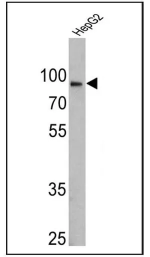 WB analysis of 25 ug of HepG2 lysate using GTX22798 Calnexin antibody [AF18]. Dilution : 1:500