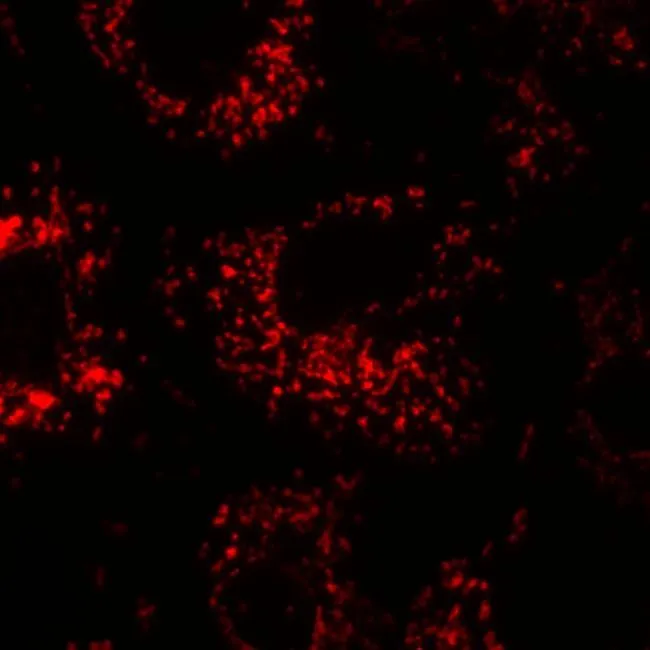 ICC/IF analysis of transfected COS7 cells using GTX22798 Calnexin antibody [AF18]. Red : Primary antibody Permeabilization : 0.1% Triton X-100 Dilution : 1:500