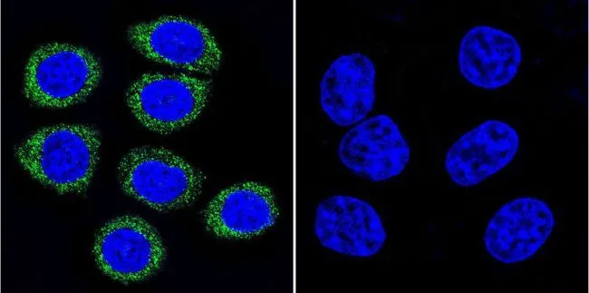 FACS analysis of 3T3 cells using GTX22806 ARF1/ARF3/ARF5/ARF6 antibody [1D9] compared to an isotype control (blue). Dilution : 1:80 for 60 min at room temperature Fixation : 2% paraformaldehyde