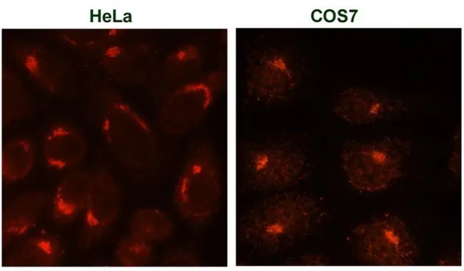 ICC/IF analysis of HeLa and COS7 cells using GTX22809 TGN46 antibody [2F7.1]. Fixation : methanol Dilution : 1:100 in PBS containing 0.2%BSA for 1 hour