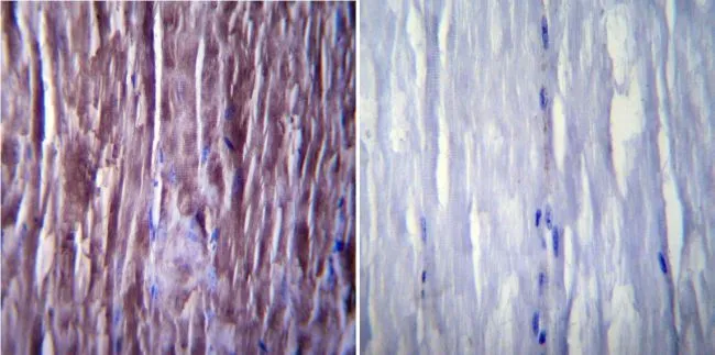 IHC-P analysis of mouse skeletal muscle tissue using GTX22818 SERCA1 ATPase antibody [IIH11].