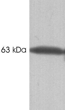 WB analysis of canine skeletal muscle extract using GTX22824 Calsequestrin antibody [VIIID12].