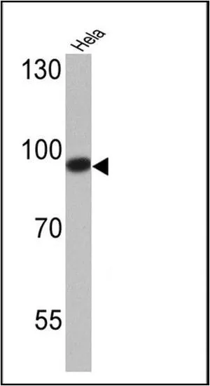 WB analysis of 25 ug of Hela cell lysates using GTX22851 DNMT3B antibody. Dilution : 1:1000