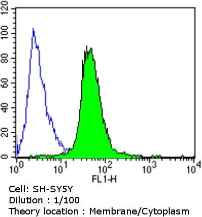 ICC/IF analysis of HeLa cells using GTX22864 CACNA2D1 antibody [20A]. Cells were probed without (right) or with(left) an antibody. Green : Primary antibody Blue : Nuclei Red : Actin Fixation : formaldehyde Dilution : 1:100 overnight at 4 C