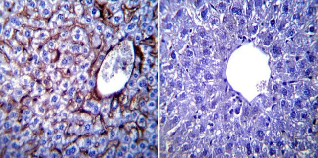 IHC-P analysis of mouse liver tissue using GTX22898 KDEL antibody. Left : Primary antibody Right : Negative control without primary antibody Antigen retrieval : heat induced antigen retrieval was performed using 10mM sodium citrate (pH6.0) buffer, microwaved for 8-15 minutes Dilution : 1:100