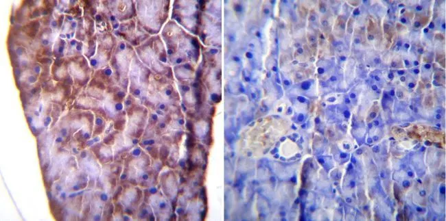 IHC-P analysis of mouse pancreas tissue using GTX22898 KDEL antibody. Left : Primary antibody Right : Negative control without primary antibody Antigen retrieval : heat induced antigen retrieval was performed using 10mM sodium citrate (pH6.0) buffer, microwaved for 8-15 minutes Dilution : 1:100
