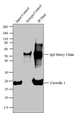 IP analysis of mouse heart lysate using GTX22910 Caveolin 1 antibody. Lane 1 : 10 % input Lane 2 : Isotype control Lane 3 : 5microg primary antibody