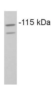WB analysis of PC-12 cell lysates using GTX22915 COPB antibody.
