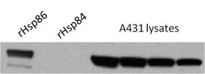 WB analysis of A431 cell lysate (Lane 3~6) using GTX22928 Hsp90 alpha antibody. Lanes 1 and 2 are control samples of purified, recombinant Hsp86 (Hsp90 alpha) and Hsp84 (Hsp90 beta), respectively. Dilution : 1:2000