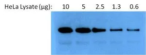 WB analysis of 2-fold serial dilutions of HeLa cell lysate(starting at 10 ug, per well) using GTX22928 Hsp90 alpha antibody. Dilution : 1:1000