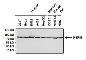 WB analysis of 50 ug of the indicated whole cell lysates using GTX22928 Hsp90 alpha antibody. Hsp86 also known as Hsp90 alpha Dilution : 1:1000