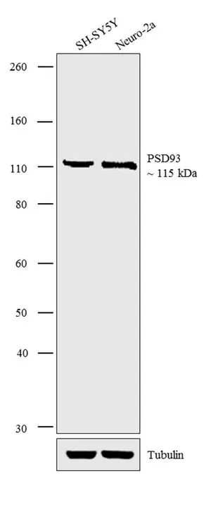 WB analysis of membrane-enriched extracts (30 microg lysate) of SHY-SY5Y (Lane 1), and Neuro-2a (Lane 2) using GTX22930 PSD93 antibody. Dilution : 3 microg/ml