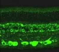 IHC-Fr analysis of bovine retina tissue using GTX22938 RANBP2 antibody.