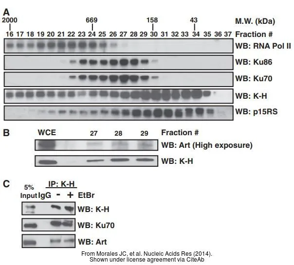 The data was published in the journal Nucleic Acids Res in 2014.PMID: 24589584