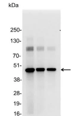 WB analysis of 200, 100, and 50ng of E. coli lysate containing tagged fusion protein using GTX23401 AU1 tag antibody. Dilution : 1:25000