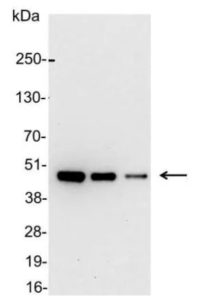 WB analysis of 200, 100, and 50ng of E. coli lysate containing tagged fusion protein using GTX23402 AU1 tag antibody (HRP).<br>Dilution : 1:25000