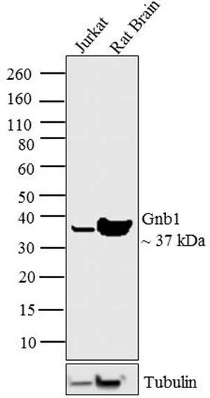 WB analysis of sheep retinal extracts using GTX23433 GNB1 antibody.