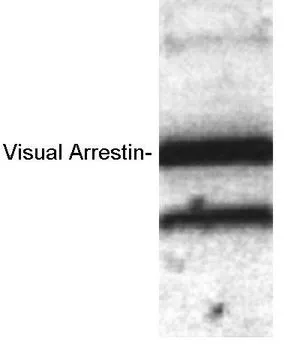 WB analysis of recombinant bovine visual arrestin using GTX23435 S-arrestin antibody.