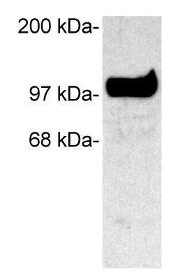 WB analysis of COS cells transfected with rat SAP102 using GTX23438 SAP102 antibody.